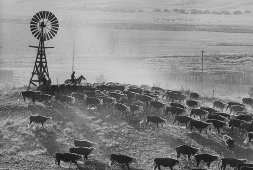 Cattle Round-up, South Dakato, 1960 Archival Pigment Print