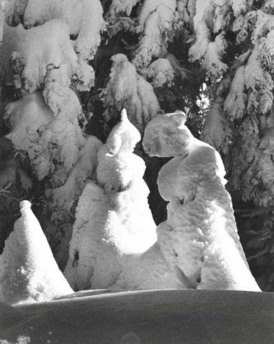 Evergreen Trees  at -51 Degrees Mt. Tremblant, Canada, 1944 Gelatin Silver print
