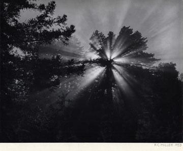 Photo: Sun through trees, 1953 Pigment Print #1301