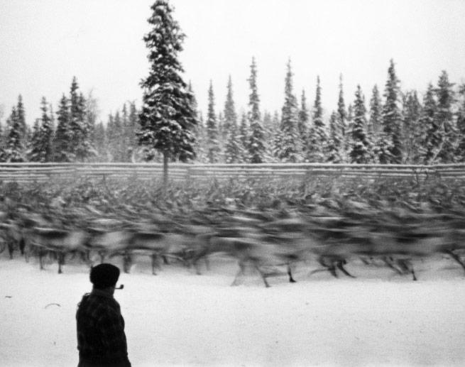 Carl Mydans Russo-Finnish Winter War (1939-40), Reindeer being herded, Finland, 1940 