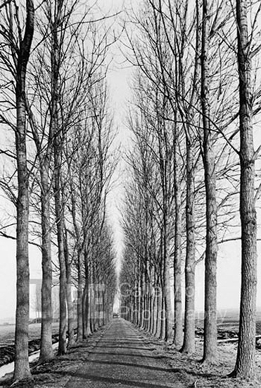 Tree lined road, Delft, Netherlands, 1971