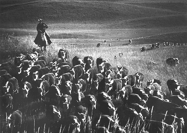Photo: The Last Great Overland Cattle Drive, near Cedar Butte, South Dakota, 1960 - Fidel Castro, Hometown Greetings, 1959 Archival Pigment Print #2145