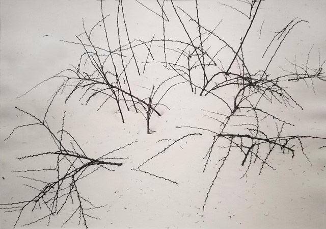Weeds in Snow, New York State, 1974<br/>