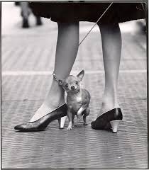 Chihuahua and Pappagallo shoes, New York, NY, 1961