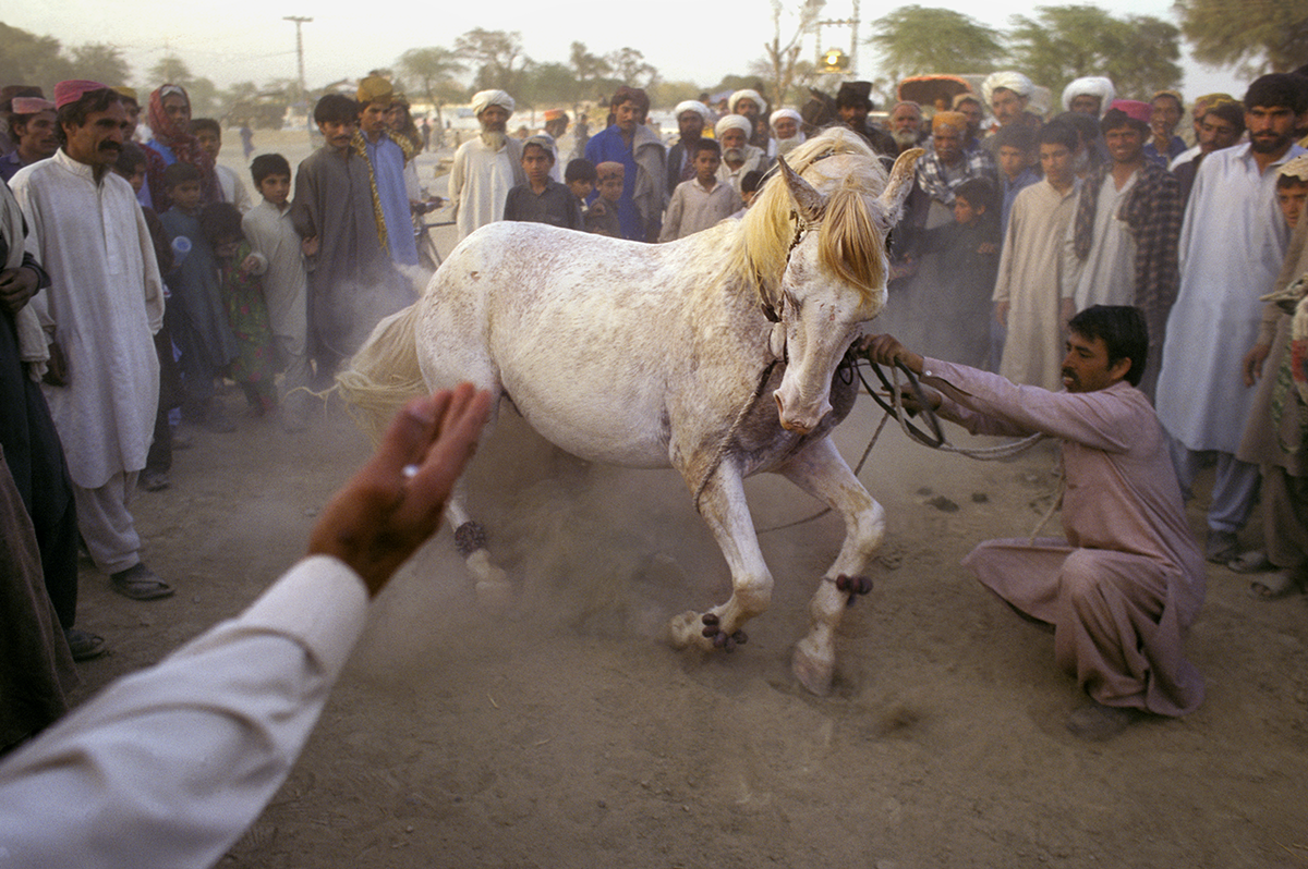 Horse dance at the Sibi Mela Camel Festival in Balochistan. Pakistan, 1997