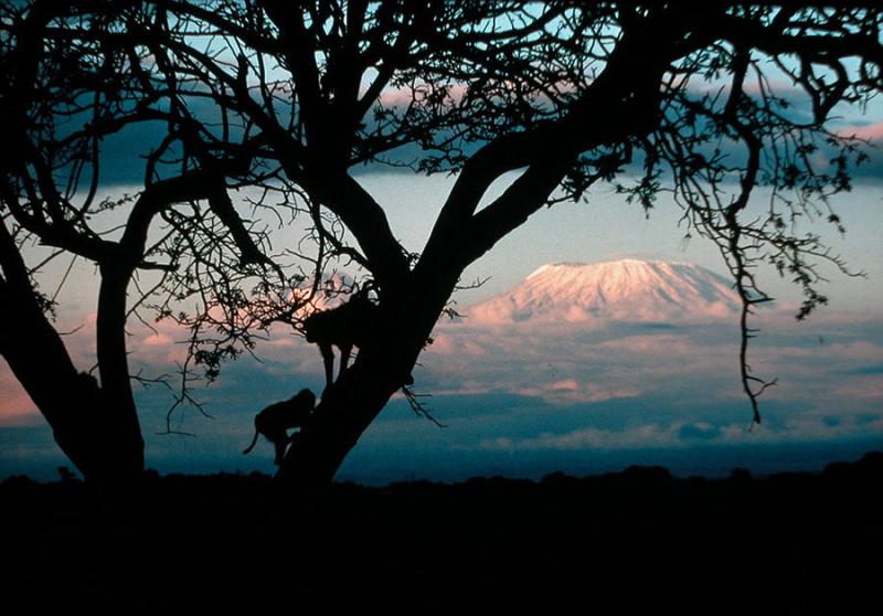 Monkeys silhouetted against Mt. Kenya as seen from Naibor Keju, 100 miles away, 1978<br/>Please contact Gallery for price