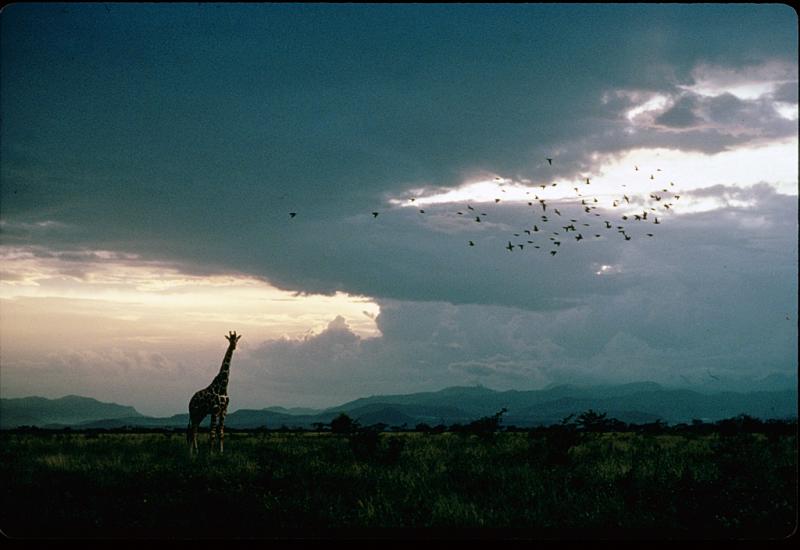 At Shaba Game Reserve, Kenya, a giraffe looms beneath a flight of storks, 1978<br/>Please contact Gallery for price
