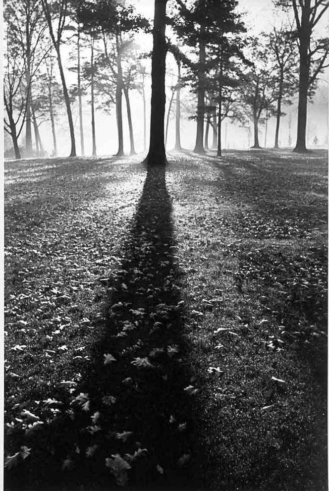 Shadows in the Forest, Autumn, White Sulphur Springs, West Virginia, 1937