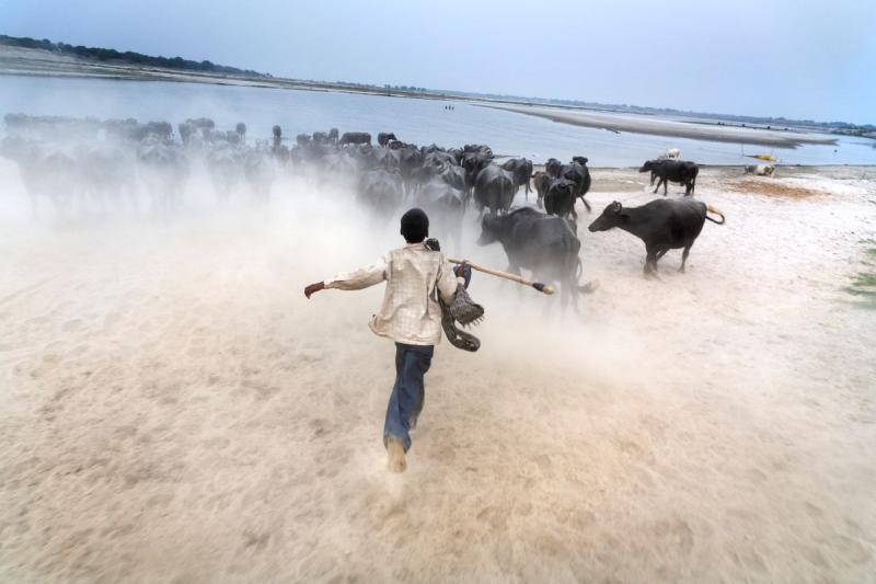 Photo: The Golden Quadrilateral Highway project is one of India's largest and most ambitious infrastructure projects ever. A young shepherd takes his water buffalo to drink under this modern, massive bridge that now extends over Ganges river. India 2007 Archival Pigment Print #3038