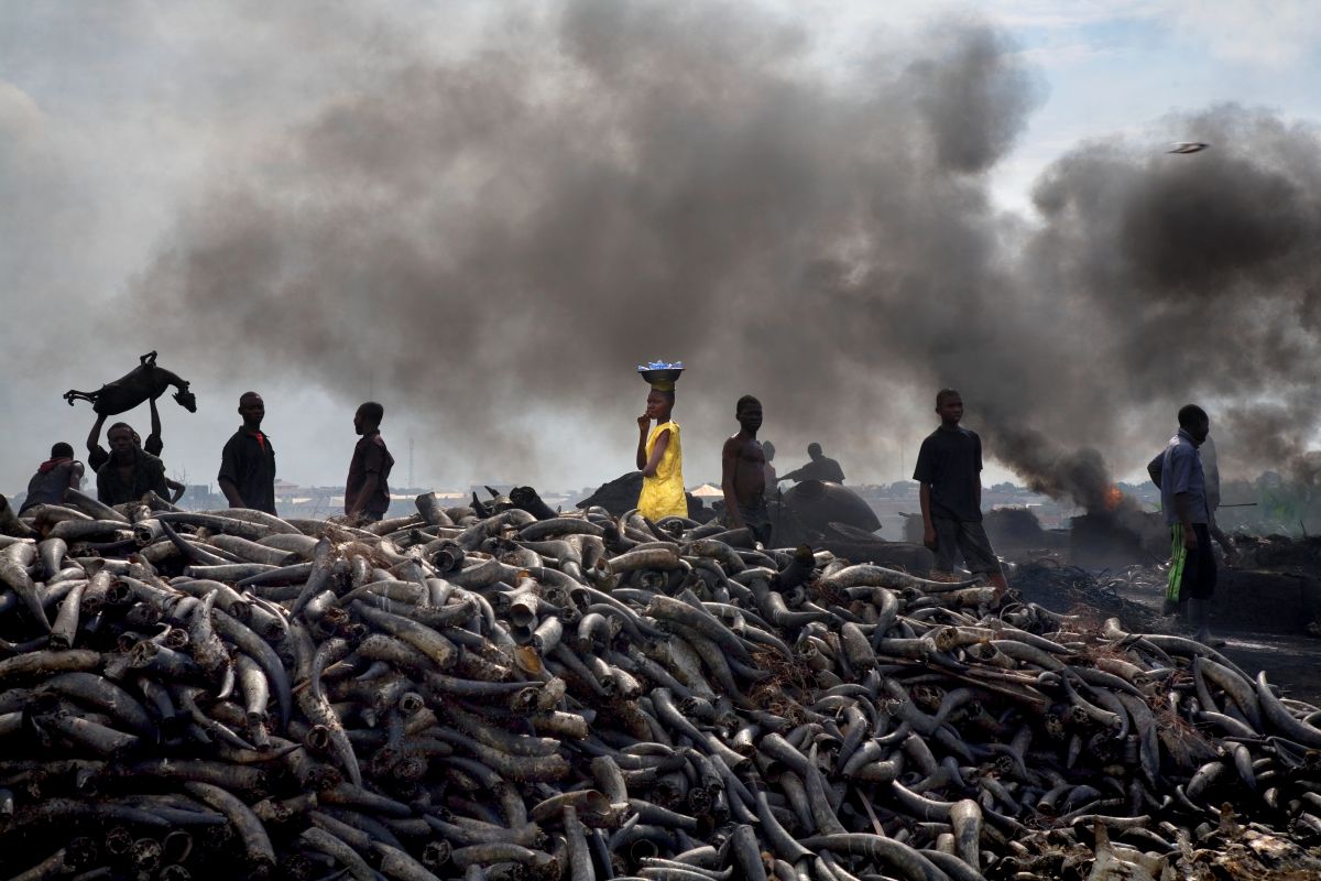 Trans Amadi Slaughter is the largest abattoir in the Niger Delta. They kill thousands of animals a day, roast them, cut them up and prepare the meat for sale throughout the delta.  Nigeria 2006
