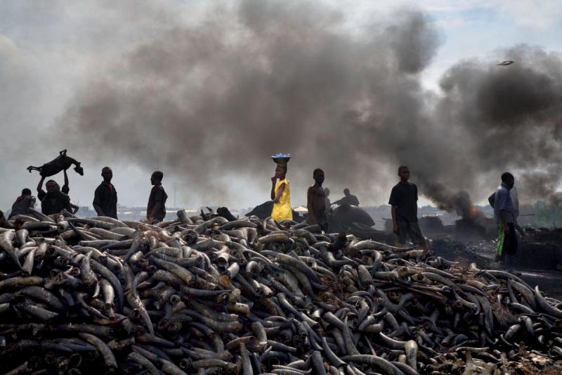 Photo: Trans Amadi Slaughter is the largest abattoir in the Niger Delta. They kill thousands of animals a day, roast them, cut them up and prepare the meat for sale throughout the delta.  Nigeria 2006 Archival Pigment Print #3042