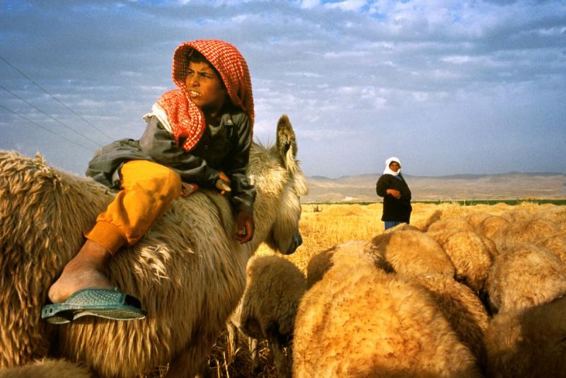 Photo: A Bedouin family returns to al-Ghab Valley to graze their herds on the stubble left by wheat harvests in Syria on May 1, 1995. This ritual occurs every spring in the region known as the breadbasket of Syria. Archival Pigment Print #3044