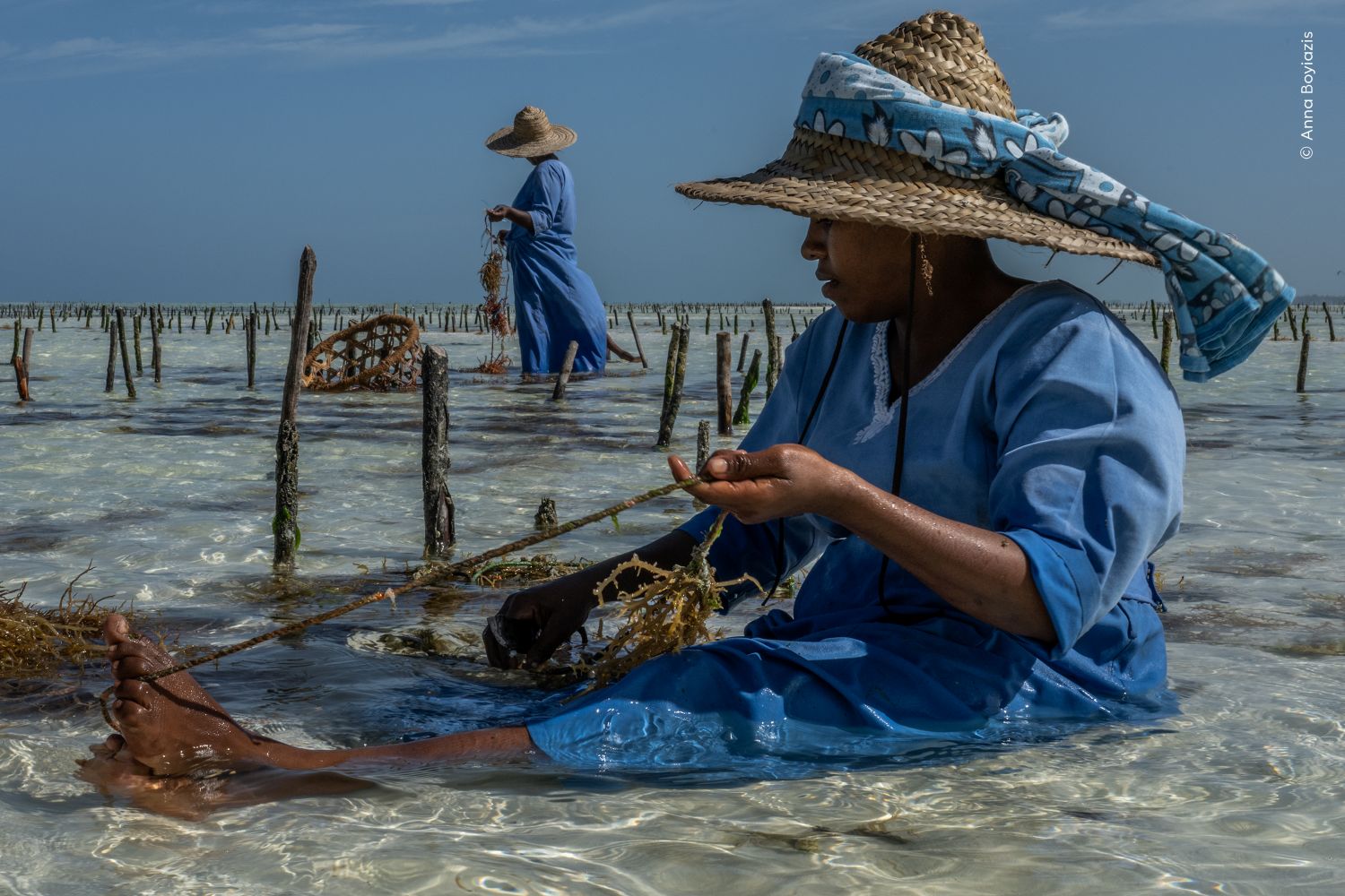 Seaweed farmers Maua Mkubwa (standing) and Maua Mdogo nurture their undersea garden in the Indian Ocean off Paje, Zanzibar, within the Menai Bay Conservation Area
