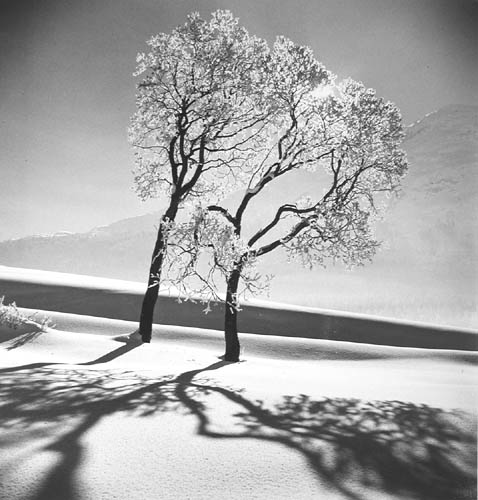Trees in snow,St. Moritz, 1947