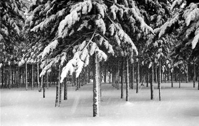 Trees In Snow Storm, Stowe, Vermont,1971