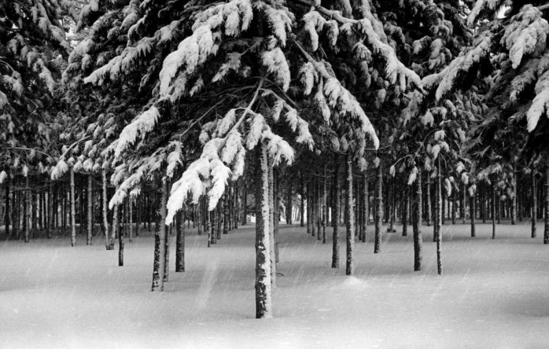 Verner Reed Trees In Snow Storm, Stowe, Vermont,1971 