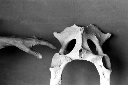 Georgia O'Keeffe's hand and bone,1966