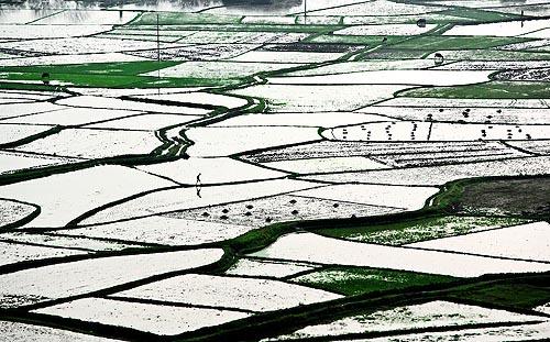 Rice Paddies, China<br/>0<br/>